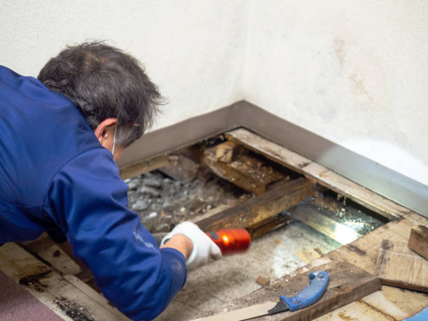 Best Attic Mold Removal  in Corning, NY