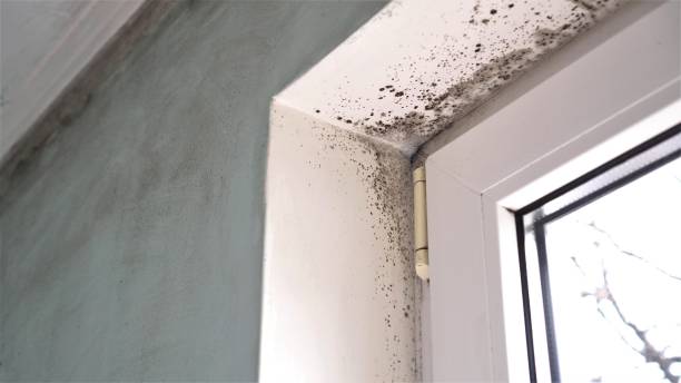 Best Professional Mold Removal  in Corning, NY