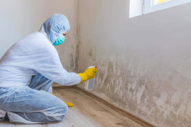 Crawl Space Mold Removal in Corning, NY