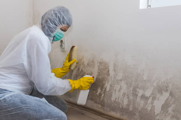 Best Mold Remediation  in Corning, NY