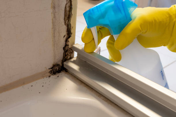 Best Home Mold Removal  in Corning, NY