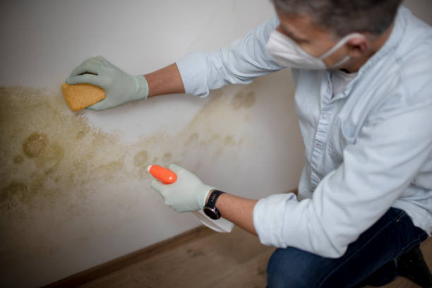 Best Commercial Mold Removal  in Corning, NY