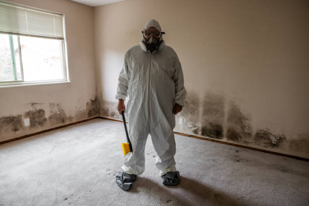 Best Toxic Mold Removal  in Corning, NY