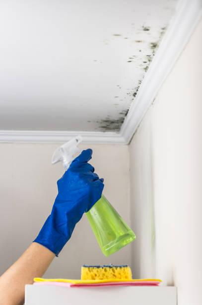 Best Affordable Mold Removal  in Corning, NY